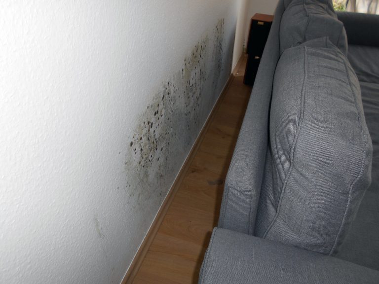 Bild Wdwdbot auf Wikipedia Schimmel hinter Sofa