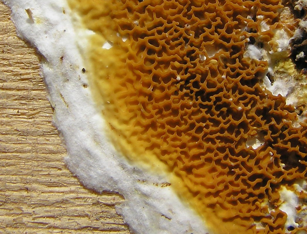 Baupilze und Bauinsekten