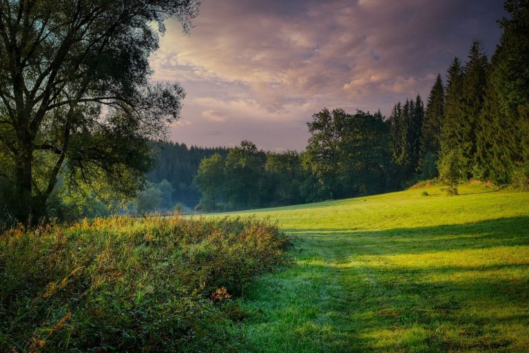 Bild Fietz Fotos auf Pixabay Hag und Hecke