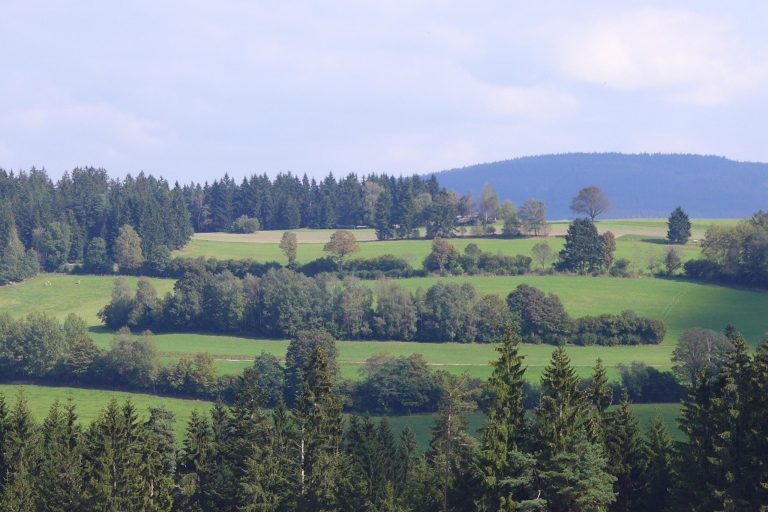Bild Wolfgang Strasser Wiesenraine, Gemeinde Grünbach